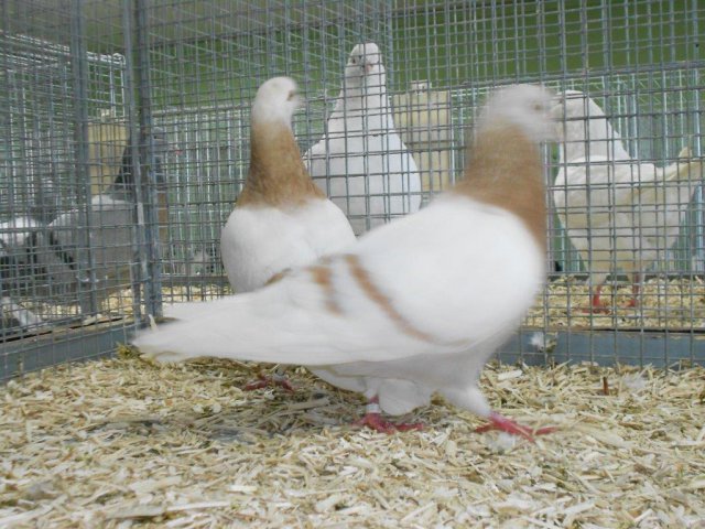 Stammschau 2015 (53)